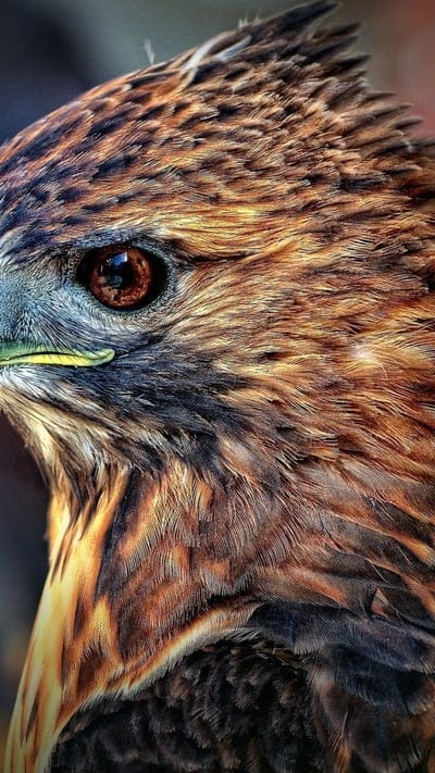 Falcon, predatory bird, beautiful birds