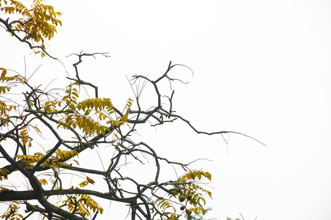Bare tree branches with sparse yellow leaves stand out against a flat white overcast sky in sharp detail.