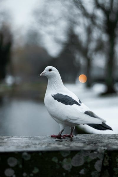 Pigeons wallpaper,Pigeons,Pigeons background,birds,bird wallpaper