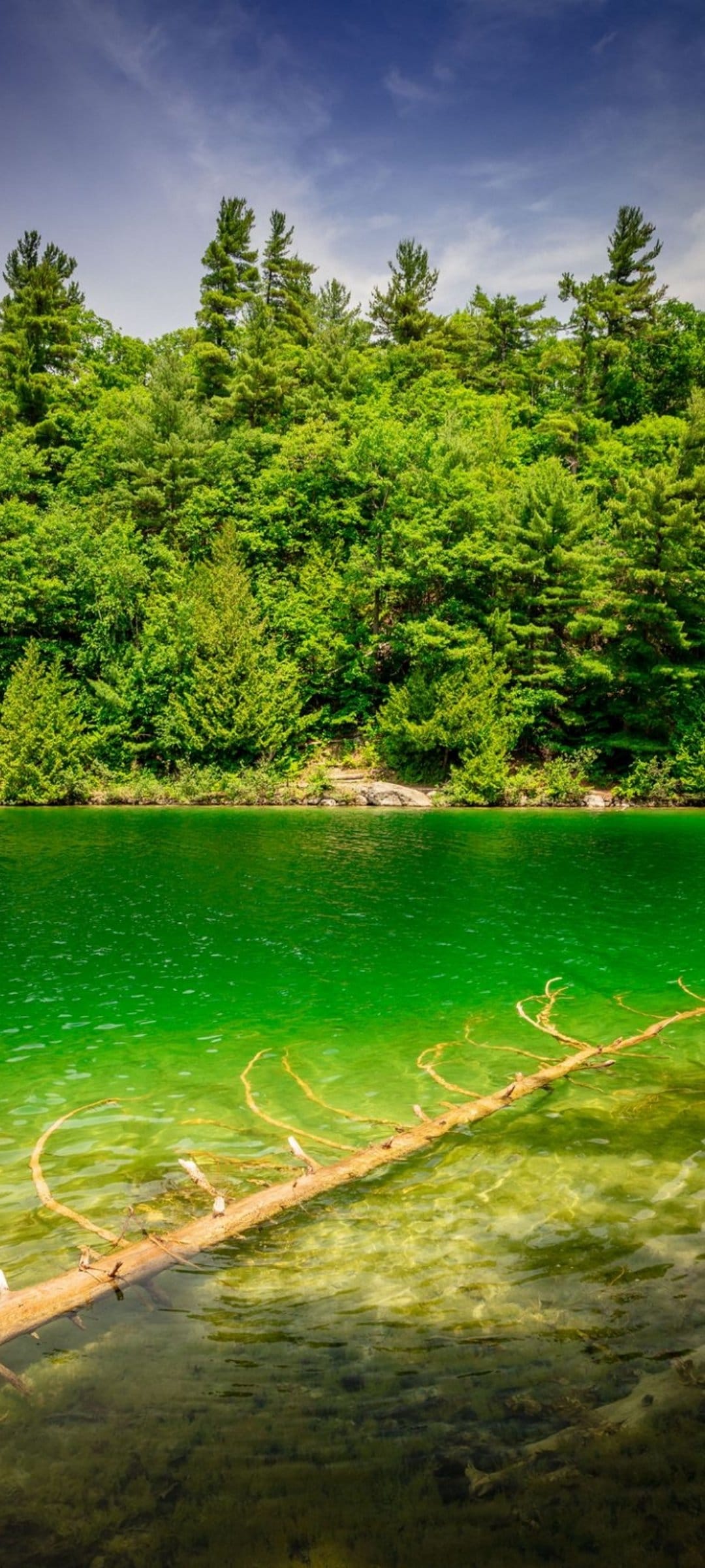 Fallen tree trunk submerged in a bright green lake with dense summer forest reflections under a clear blue sky.
