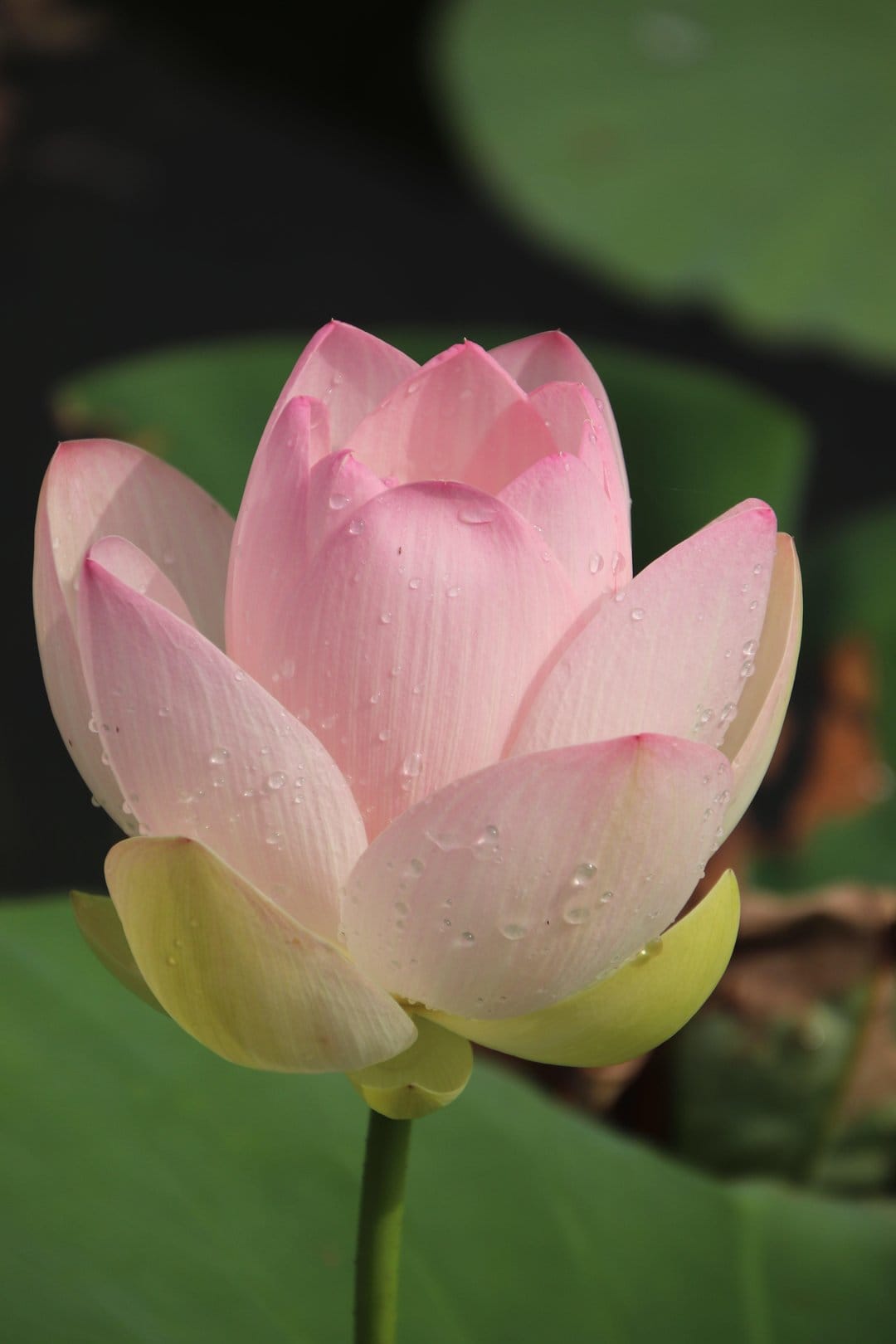 Pink lotus bud with clear water droplets on soft petals against a dark green blurred background in a pond.