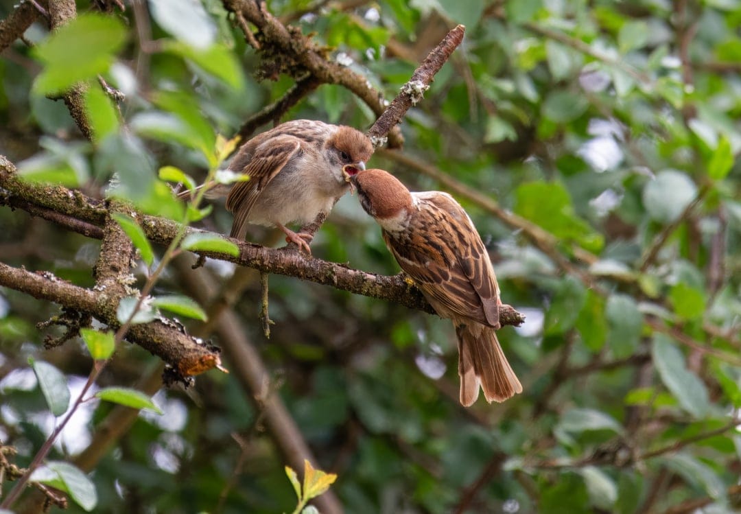 Parent sparrow places food into the open beak of a fluffy chick while perched on a leafy green tree branch.