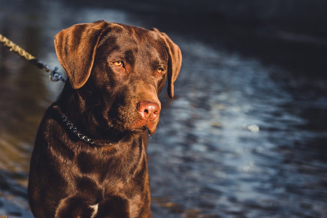 Chocolate Labrador with amber eyes sits outdoors near rippling water during a sunny day with vertical framing.