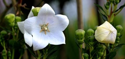 White balloon flower with five star-shaped petals surrounded by pale green buds in a soft bokeh garden setting.