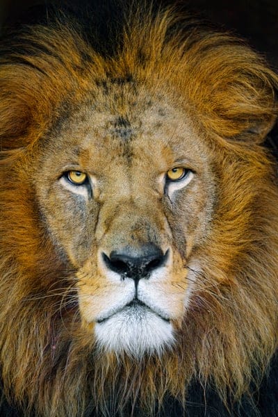 lion,mane,glance,animal,predator