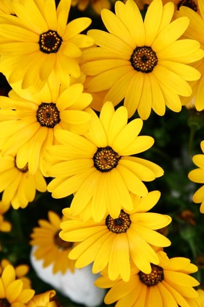 Yellow daisy flowers with dark textured centers and bright petals overlap in a dense macro floral composition.