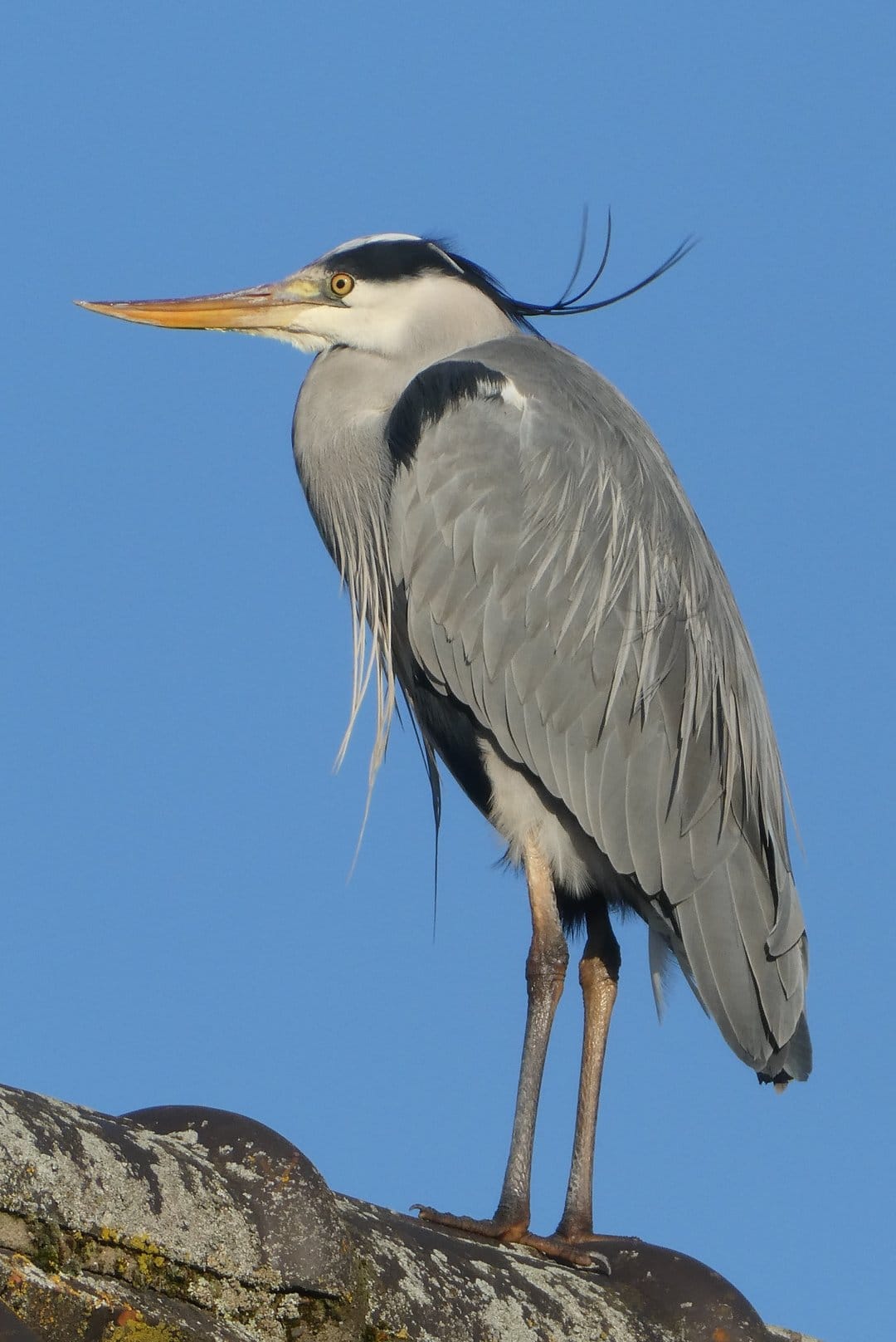 Grey Heron with a black crest and sharp yellow beak stands on weathered roof tiles under a vibrant blue sky.