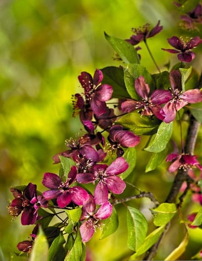 crabapple blossoms, pink flowers, spring flowers, floral photography, nature photography, close-up, macro photography, blooming, orchard, fruit tree, garden, botany, pink petals, green leaves, shallow depth of field, bokeh, outdoor, seasonal, delicate, vibrant, natural beauty, springtime