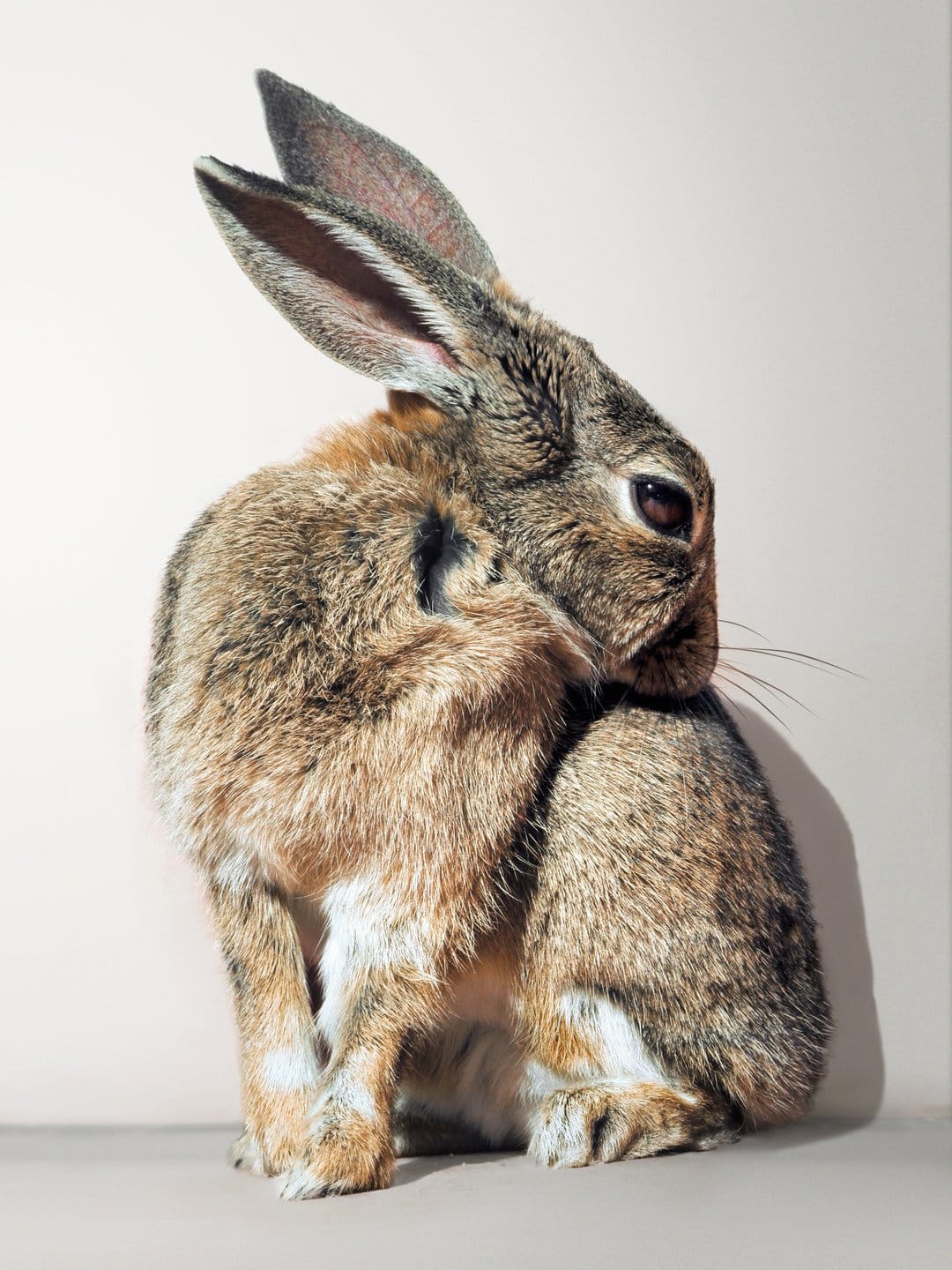 Brown rabbit with long ears sits in profile, showing detailed tan and white fur against a soft shadow.