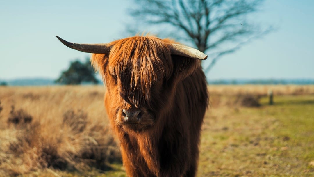 Highland cow with shaggy brown fur and long horns standing in a dry grassy field under a clear blue sky.
