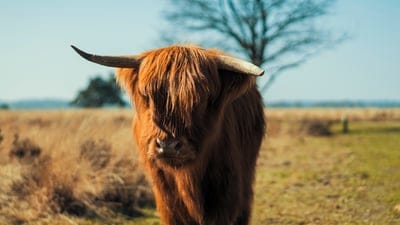 Highland bull,Highland bull wallpaper,Highland bull background,cow,hairy cow