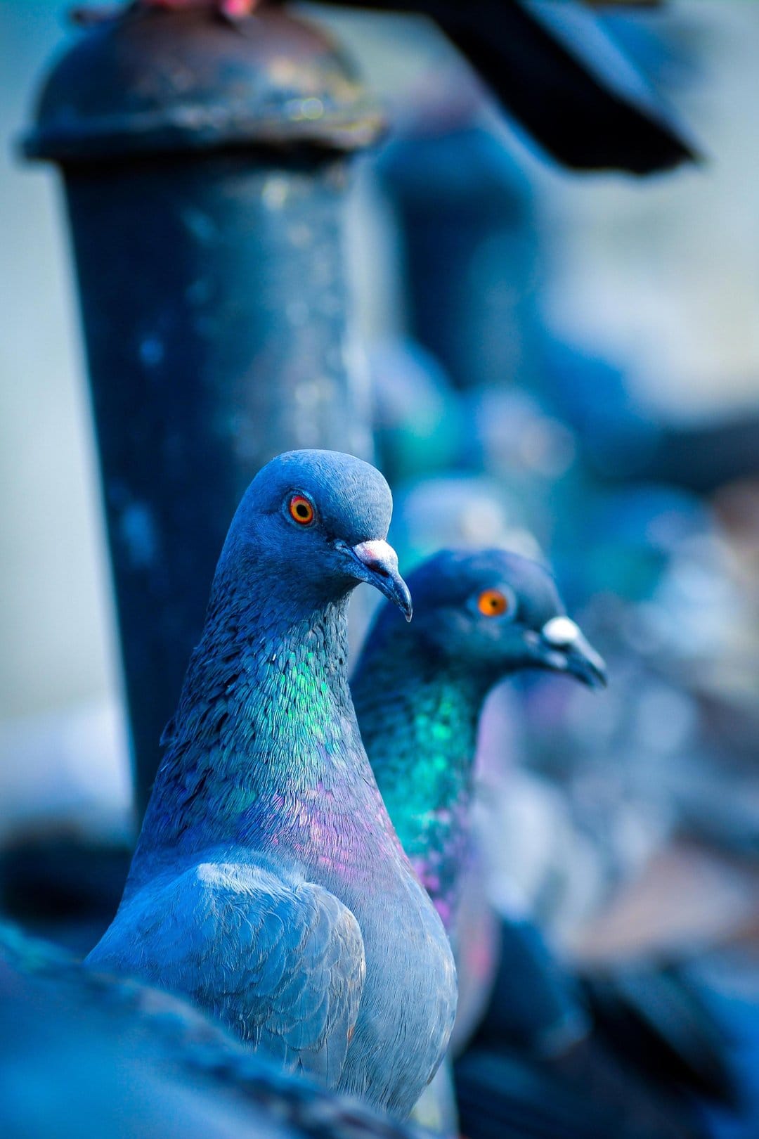 Two pigeons with shimmering blue and green iridescent neck feathers and bright orange eyes against a soft bokeh.
