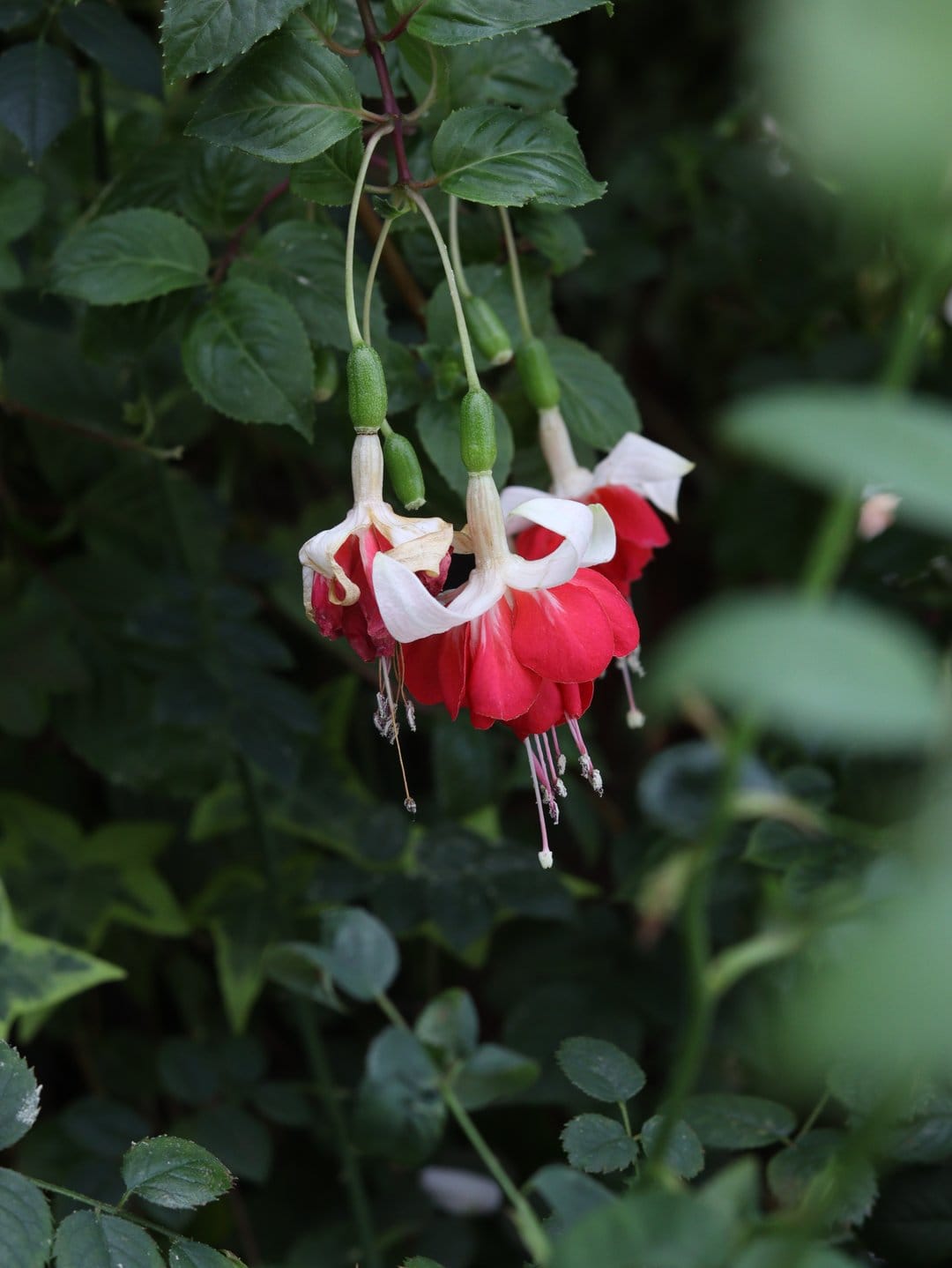 Fuchsia flowers with crimson sepals and white petals dangle among green leaves in a close-up botanical view.