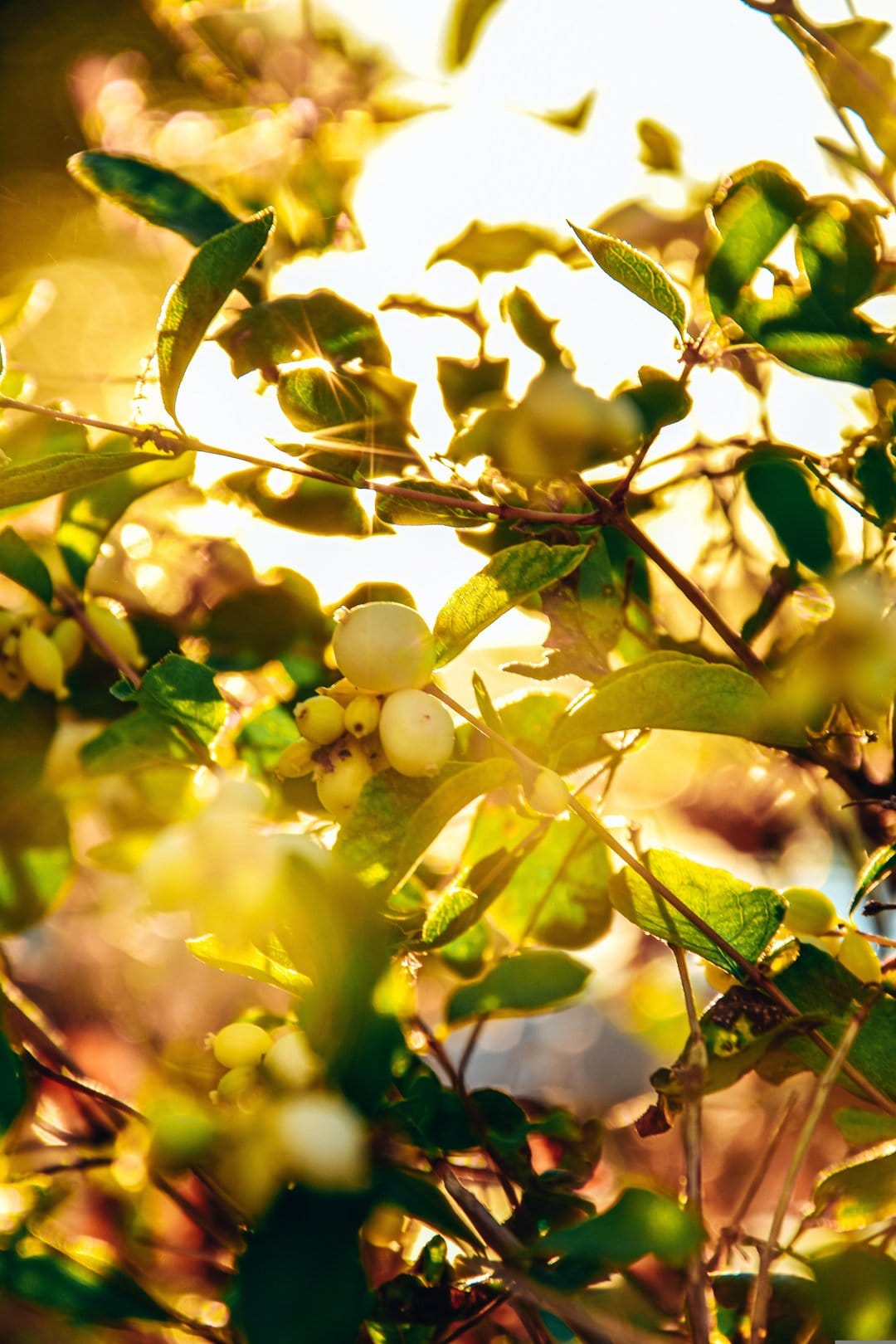 White snowberry clusters on a leafy branch glow under warm sunlight with a soft bokeh garden background.