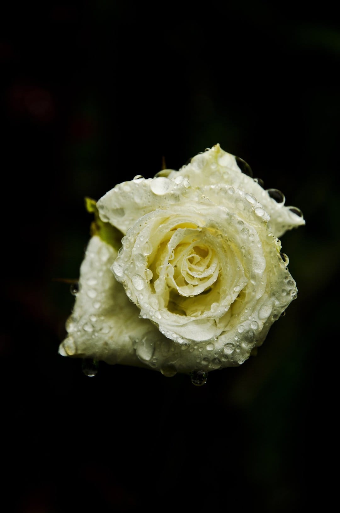 White rose petals covered in clear water droplets against a blurred black background in a vertical close-up.