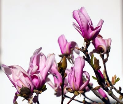 Pink magnolia flowers with delicate petals on thin branches appear in sharp detail against a white background.