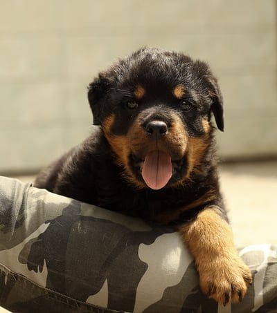 rottweiler,puppy,dog,background,thoroughbred,animal,white,black,cute,pet,young,one,brown,homemade,small,studio,mammal,beautiful,pusinka,a little