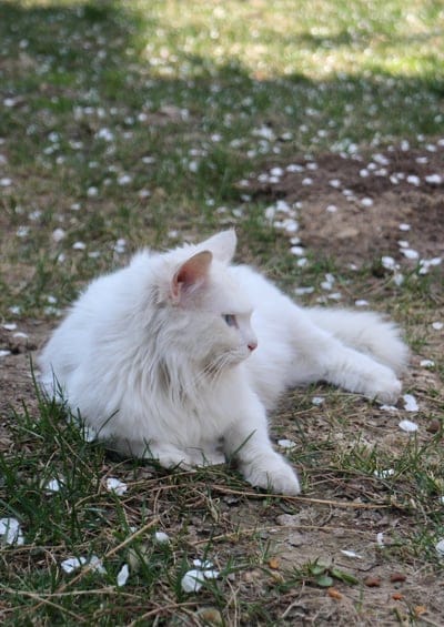 white cat, fluffy cat, blue eyes cat, cat resting, outdoor cat, domestic cat, feline, pet, animal photography, nature, grass, pet portrait, cute cat, beautiful cat, serene, tranquil, elegant cat, long-haired cat, cat in garden, white fur, blue eyes, pet outdoor, animal