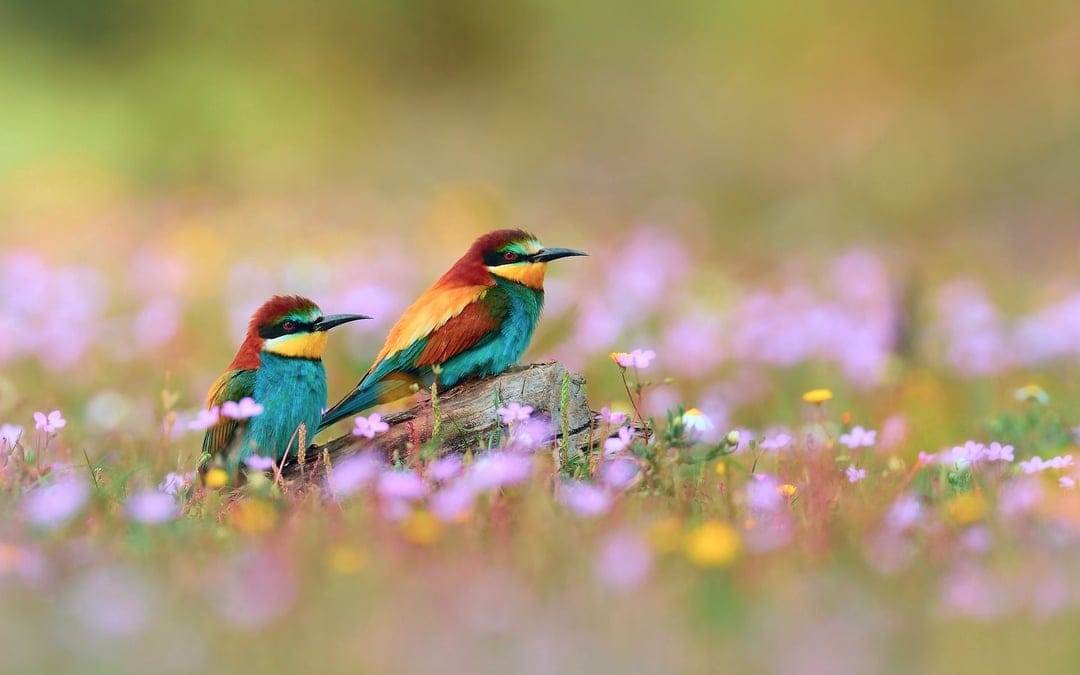 Two colorful bee-eater birds with blue and yellow feathers sit on a branch surrounded by pink wildflowers.