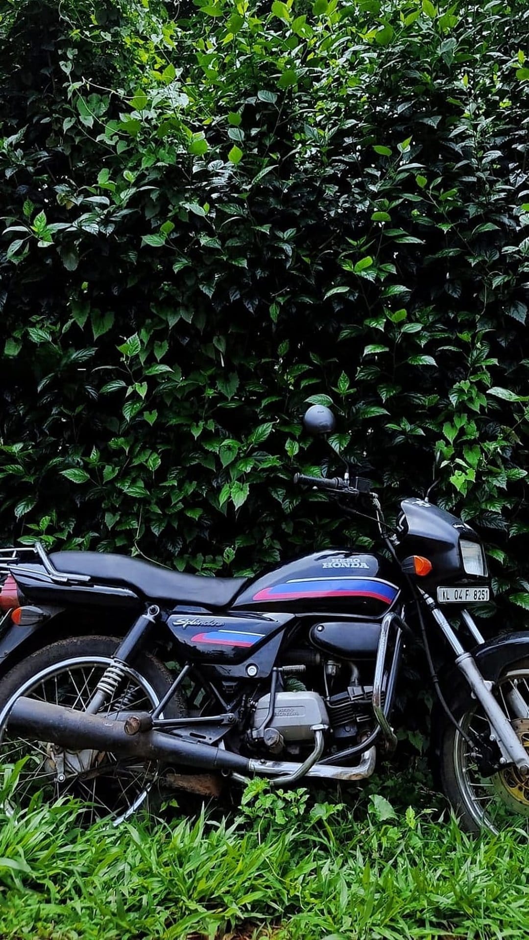 Honda Splendor motorcycle in black with red accents parked within a dense wall of vibrant green leafy foliage.