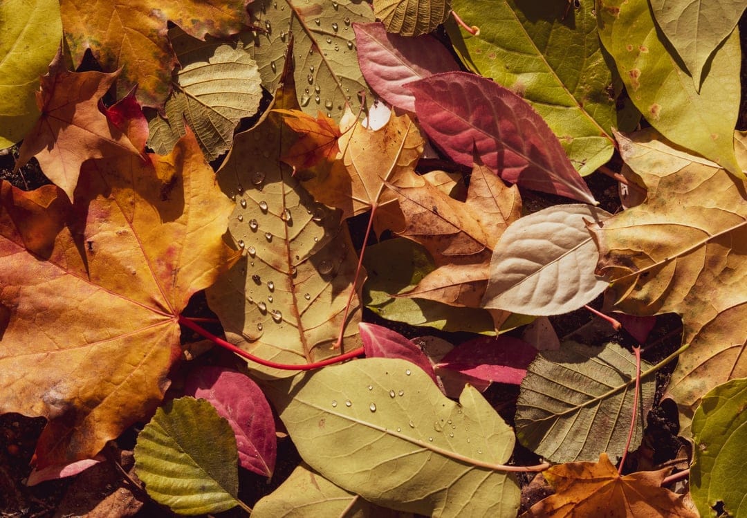 Autumn leaves in shades of orange and yellow covered in tiny water droplets showcasing detailed organic textures.