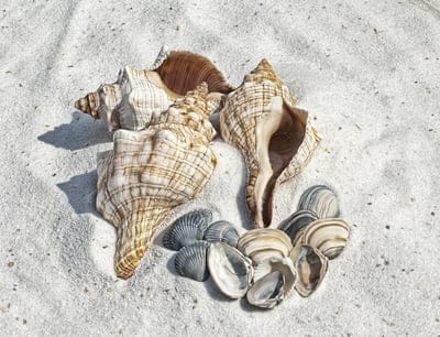 illustration,shell,beautiful wallpaper,free background,shells,free wallpaper,beach,4k wallpaper,wallpaper hd,sand,cool backgrounds,sea,hd wallpaper,laptop wallpaper,mac wallpaper,windows wallpaper,looking for shells,wallpaper 4k,desktop backgrounds,backgr