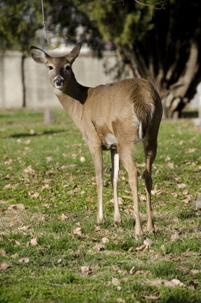 Young brown deer looking back over its shoulder in a grassy field with fallen leaves and a silhouetted tree.