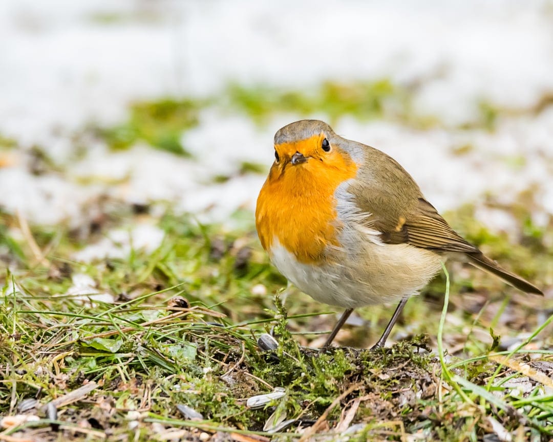 European Robin with a bright orange breast sits on snow-flecked grass blades in a soft-focus winter landscape.