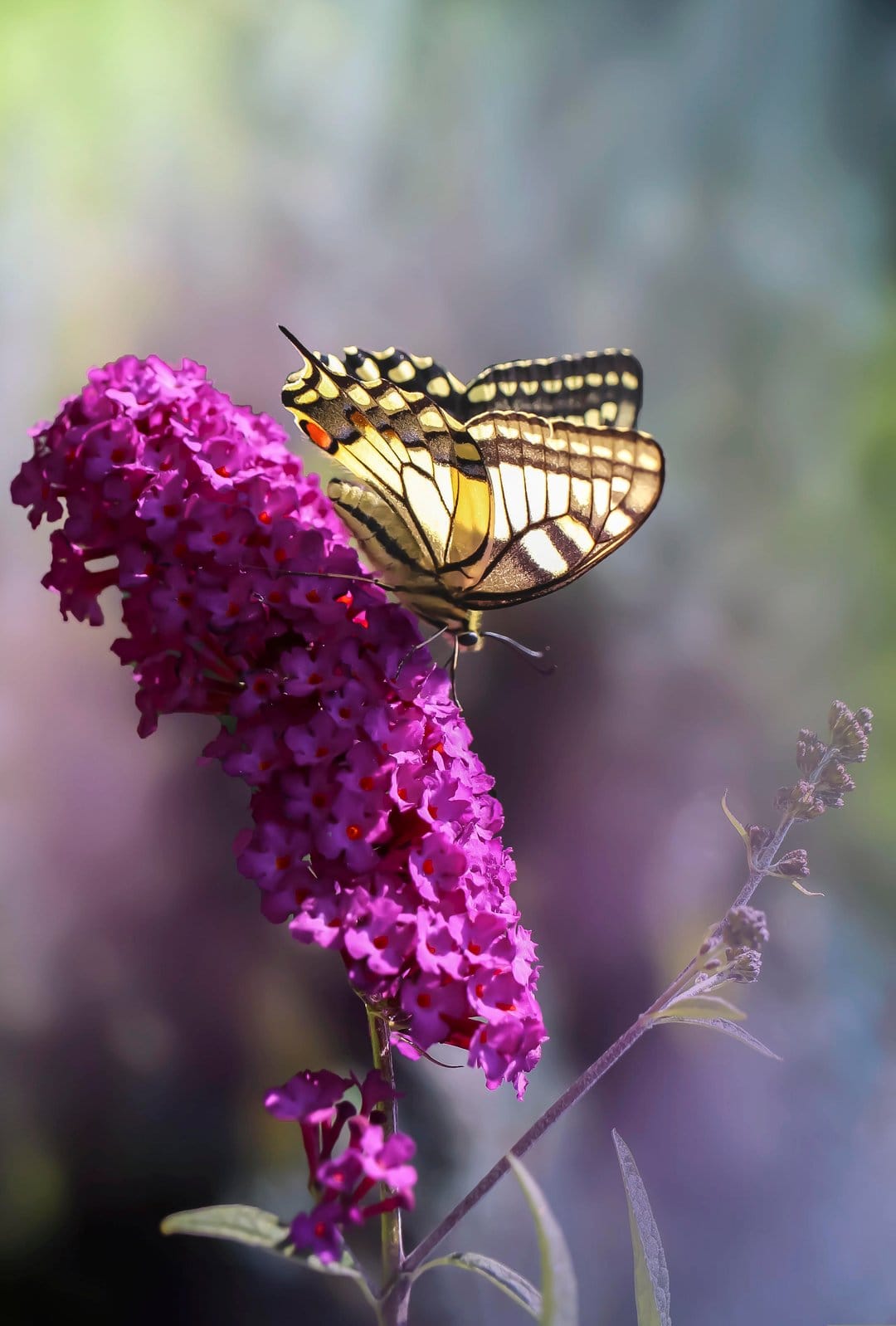 Yellow and black butterfly rests on vibrant purple flowers with a soft-focus green garden background.