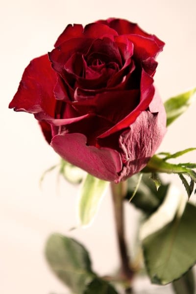 Crimson rose petals spiraling in a close-up macro view with soft shadows and a blurred dark green garden background.