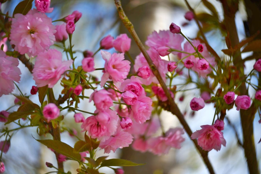 Pink cherry blossoms cluster on a branch with soft petals and green leaves against a blurred spring background.