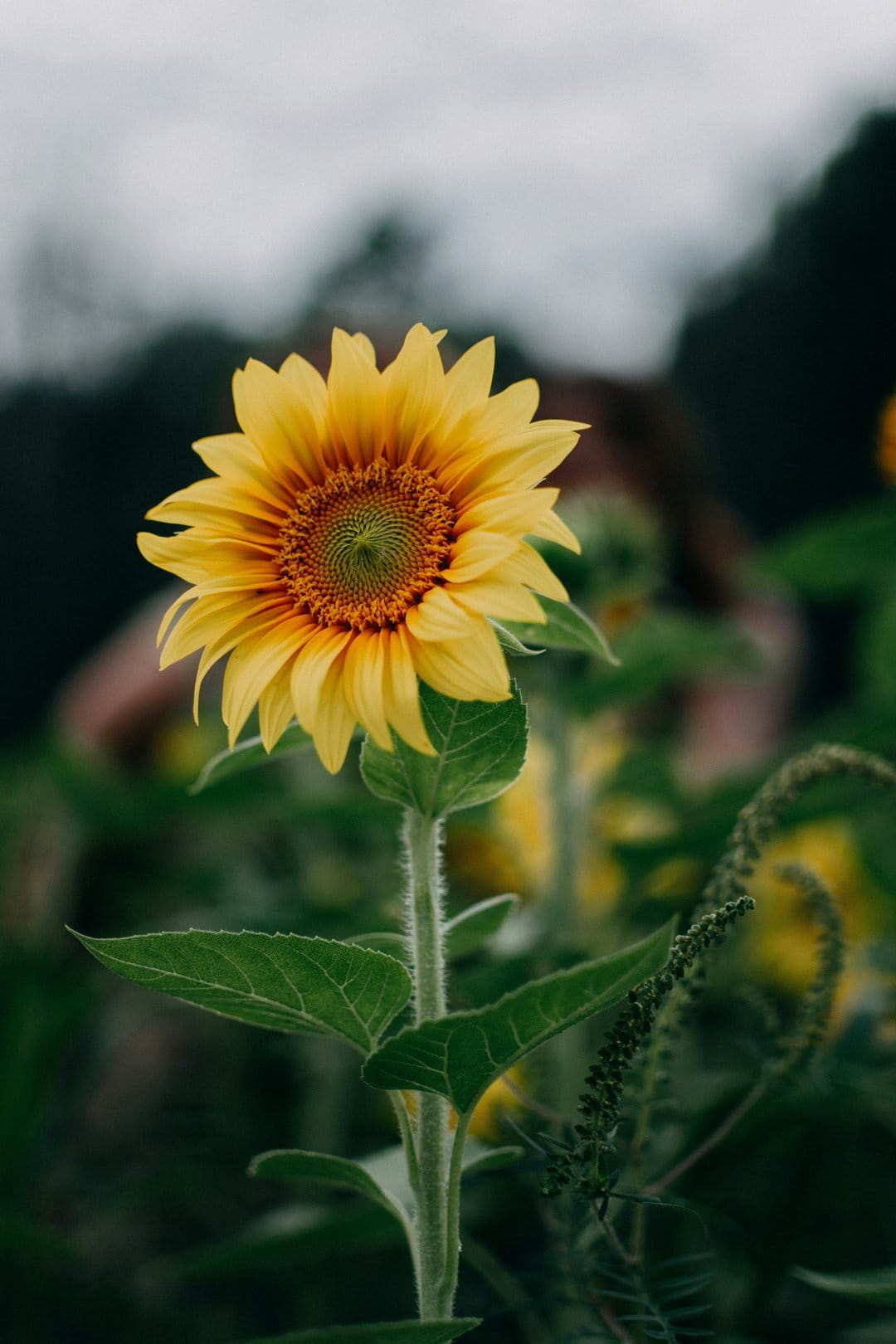 Yellow sunflower with detailed petals and a dark center against a blurred green field and cloudy gray sky.