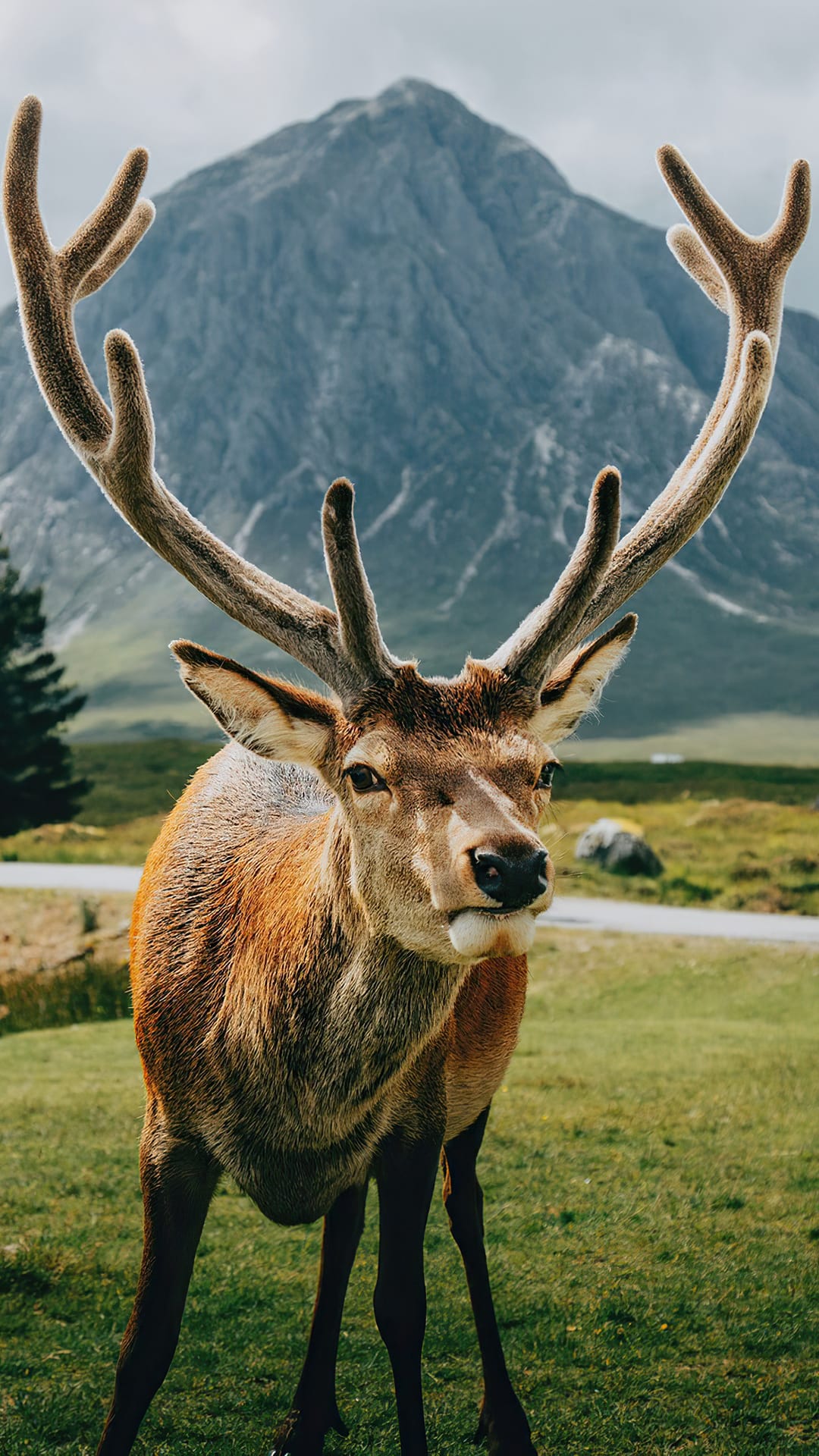 Majestic stag with velvet antlers stands in a green field before a rugged mountain under a cloudy, overcast sky.