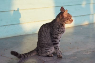 Tabby cat with grey stripes sits on a concrete porch, casting a long shadow against a blue wooden wall in the sun.