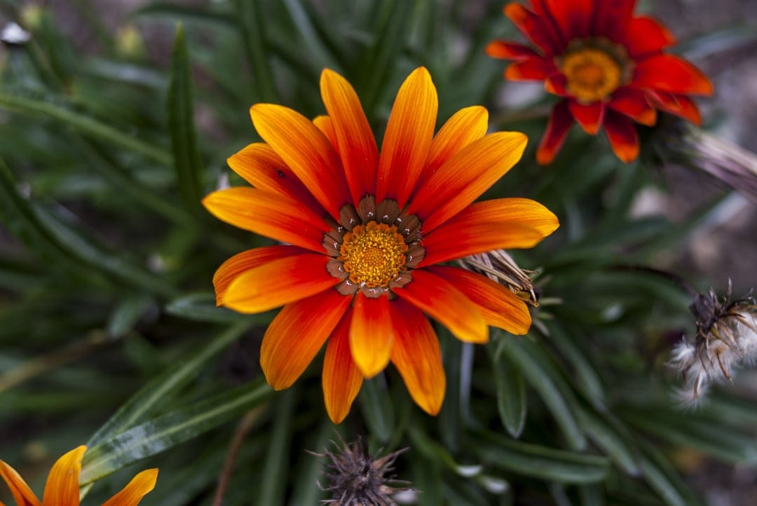 Gazania blossom features orange and yellow striped petals around a dark textured center with green foliage.