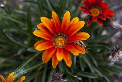 nature,flower background,plant,flower,flower wallpaper,summer,beautiful flowers,yard