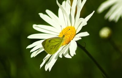 Yellow butterfly with patterned wings sits on a white daisy flower in a sunlit garden with a green background.