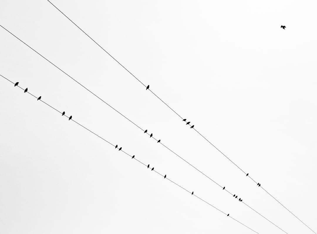 Small birds perch on three diagonal wire lines against a bright white sky with one bird flying in the corner.