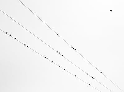birds,wires,bw,minimalism