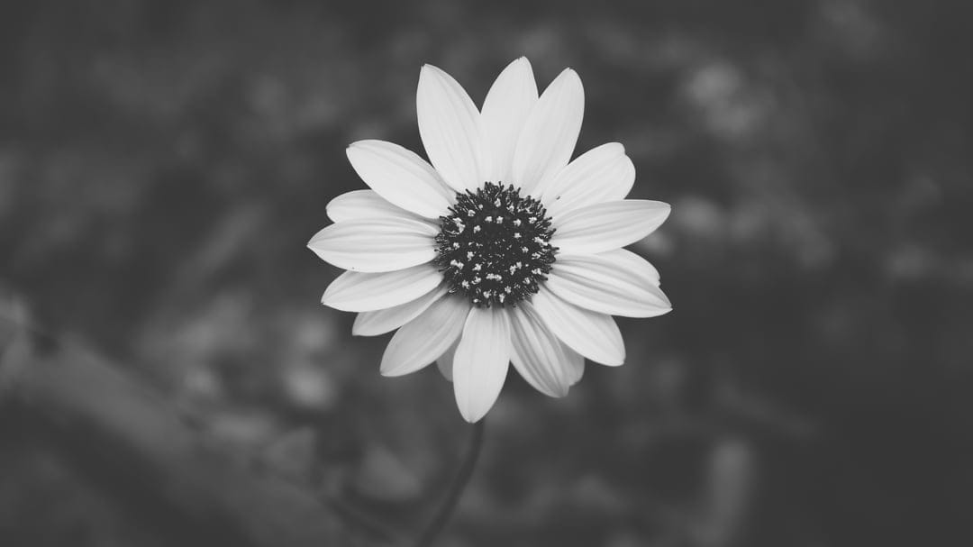 Daisy flower close-up in black and white shows detailed petals and a dark textured center against a blurred backdrop.