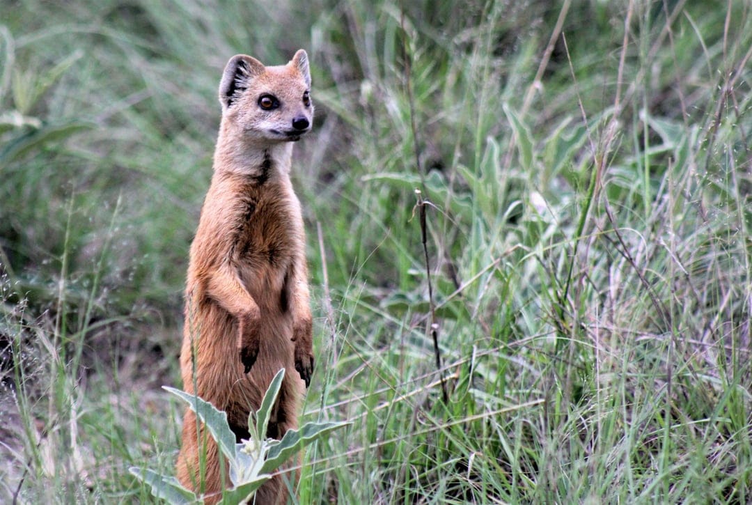 Yellow mongoose stands on hind legs peering through tall green grass in a vibrant safari landscape.