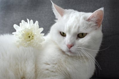 White cat with green eyes has a white chrysanthemum flower on its back in a close-up portrait with soft lighting.