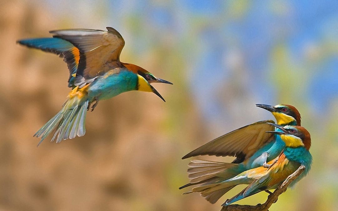 European bee-eater with open beak flies above two perched birds against a soft green and blue bokeh background.