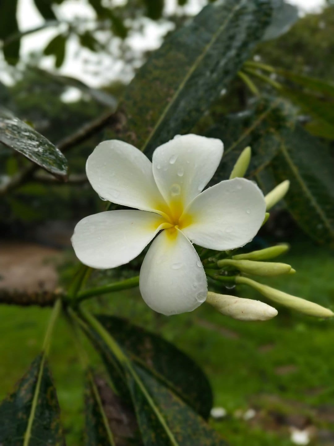 White plumeria flower with yellow center and water droplets on petals against a blurred green leaf background.