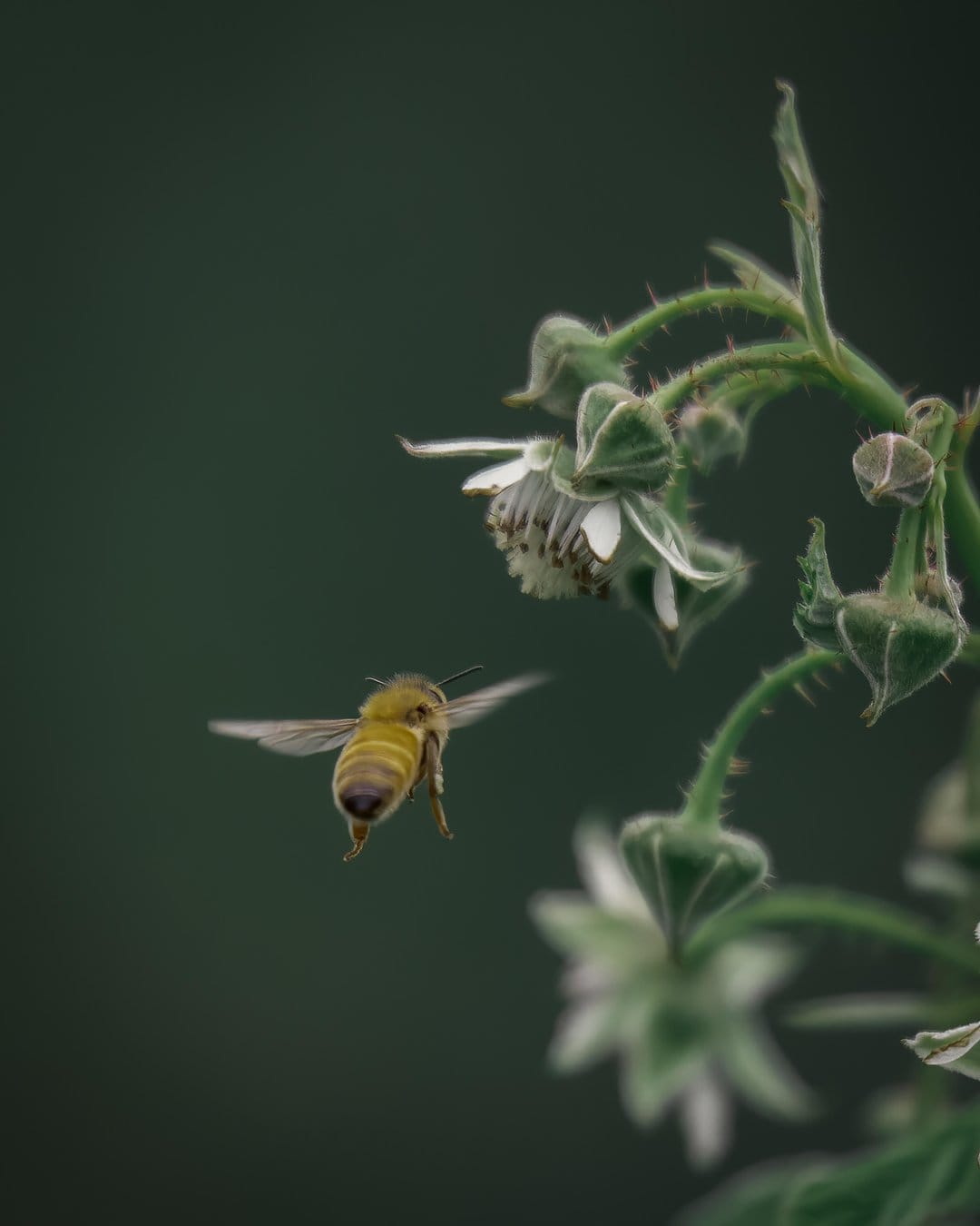 Honeybee with translucent wings flies toward white raspberry flowers against a blurred dark green background.