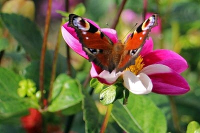 Peacock butterfly with eye-spotted wings perched on a pink dahlia flower in bright sunlight with green leaves.