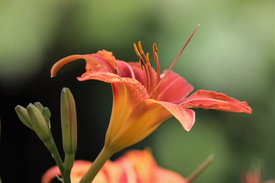 Orange daylily petals and delicate stamens next to closed flower buds in a macro portrait composition.