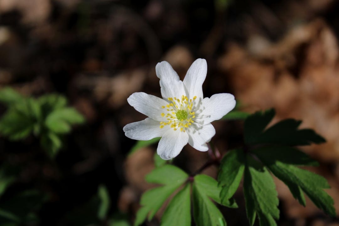 White wood anemone flower with yellow stamens blooms among green leaves on a dark, earthy forest floor.