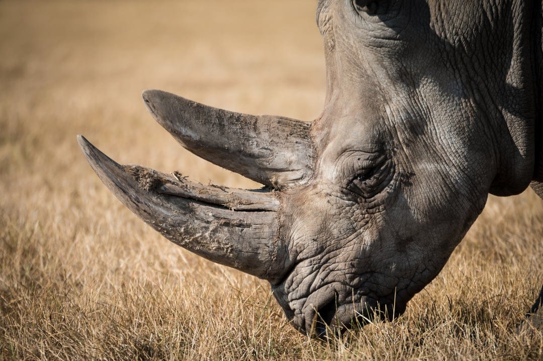 Rhinoceros head with thick textured skin and two horns grazes in a field of dry golden grassland at sunset.