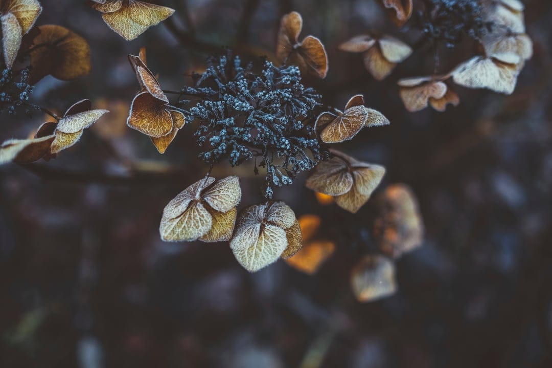 Frost-covered hydrangea petals and icy pine needles against a dark, moody background in a macro winter scene.